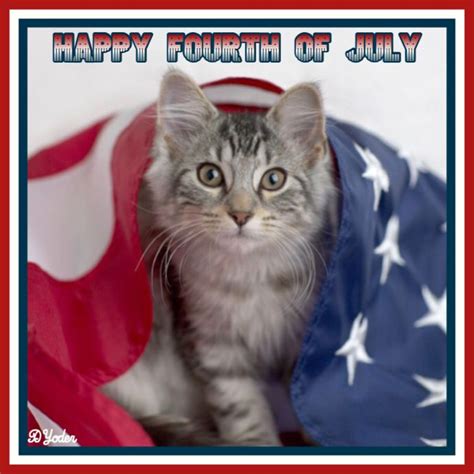 Happy 4th Of July Images With Cats Independencedays