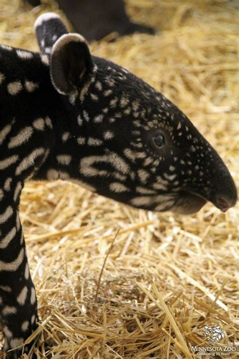 Minnesota Zoo Welcomes First Baby Tapir Born In Twenty Years Zooborns