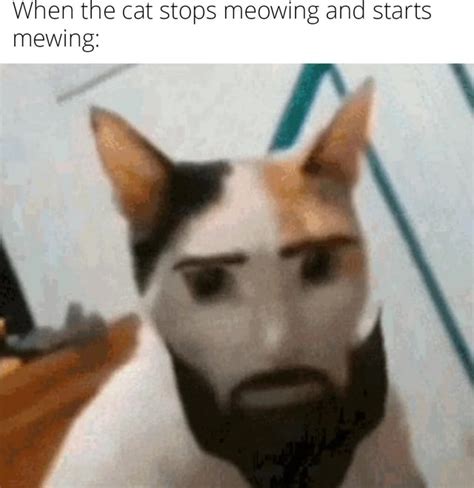 When The Cat Stops Meowing And Starts Mewing Ifunny