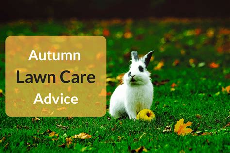 This will help strong roots to develop, which will produce healthy. Autumn Lawn Care Advice