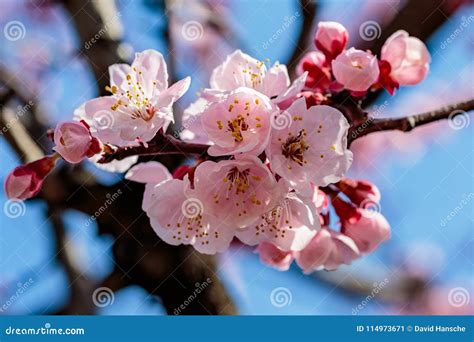 Cluster Of Japanese Cherry Blossoms Close Up Stock Image Image Of