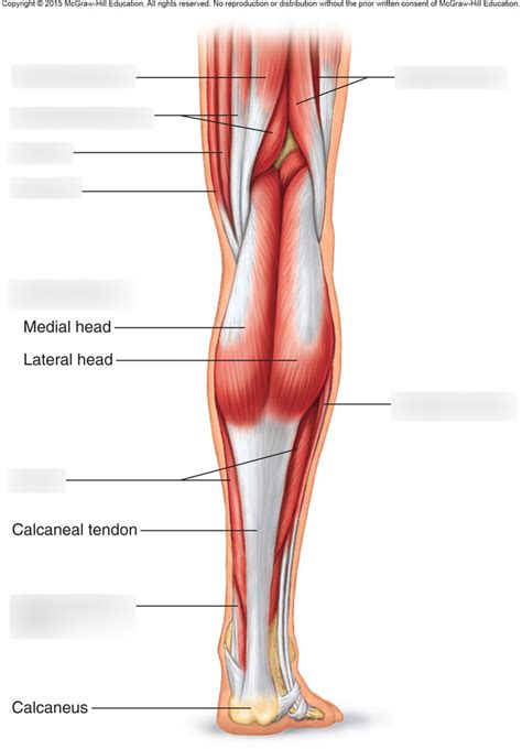 Muscles Of The Posterior Right Leg Diagram Quizlet