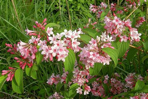 Weigela florida flowering bush in spring garden. Lovely, Summer Flowering Shrub for Gardens: Weigela florida