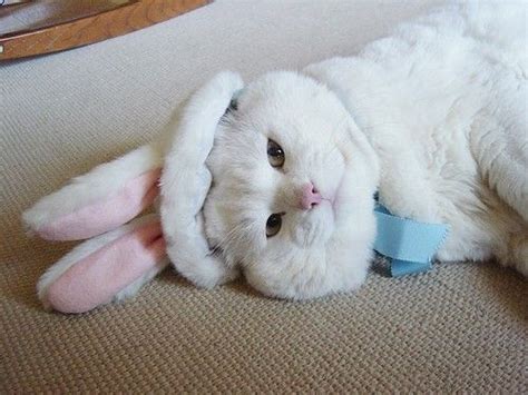 17 Best Images About Easter Cats On Pinterest Cats
