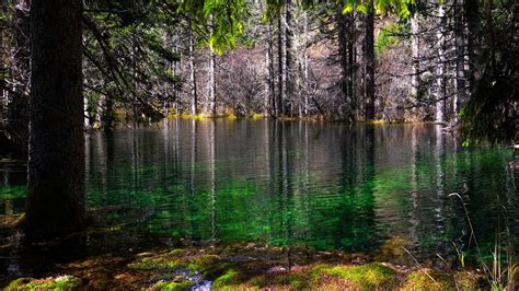 Forest With Lake Moss And Trees 4k 8k Hd Nature Wallpapers Hd