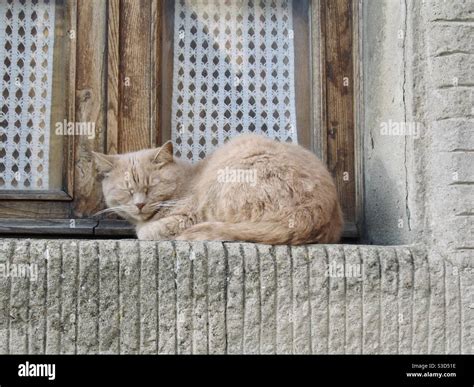 Cat Sleeping Outdoors On A Window Ledge Stock Photo Alamy