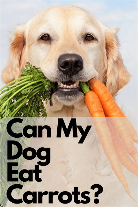 Can My Dog Eat Carrots Foods Dogs Can Eat Dog Eating Food Dogs