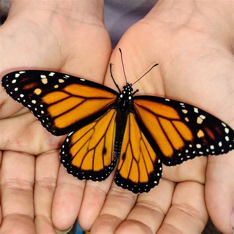 Monarch Butterflies And Oe Ophryocystis Elektroscirrha Backyard Ecology Lyssna Här
