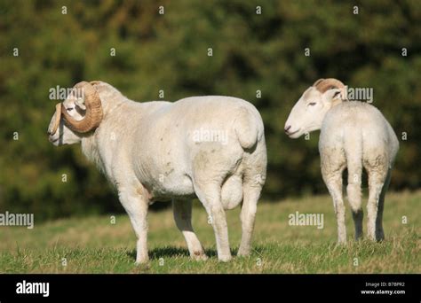 Wiltshire Horn Sheep Ram And Ewe Stock Photo Alamy