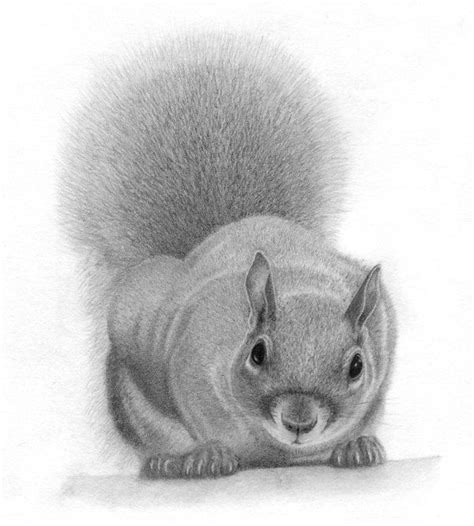 Curious squirrel a british wonder the red fox one of the most beautiful animals within the uk. squirrel sketch by etaludom on DeviantArt | Squirrel art, Realistic animal drawings, Animal books