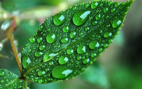 Lost Of Water Drops On A Green Leaf Macro Hd Wallpaper