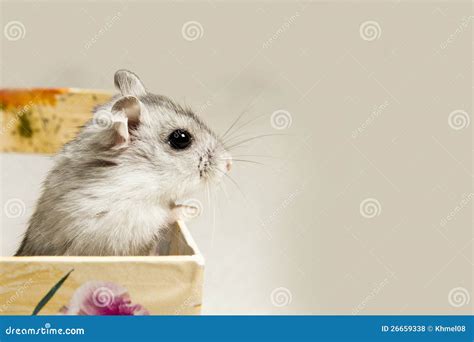 Hamster Foto De Stock Imagem De Caixa Macio Funcionamentos 26659338