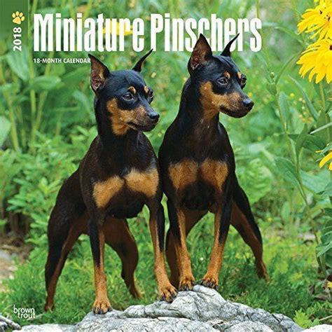 Miniature Pinschers Are Small Dogs That Think Big Min Pins Are Clever