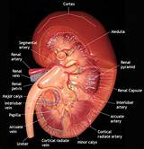 How Do Doctors Test For Kidney Infection