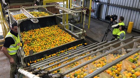 Its Like A Licence To Print Money — Citrus Industry Urges Government