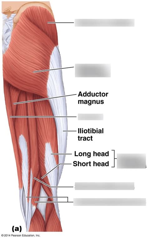 Diagram Of Female Lower Back Muscles ボード「anatomy」のピン