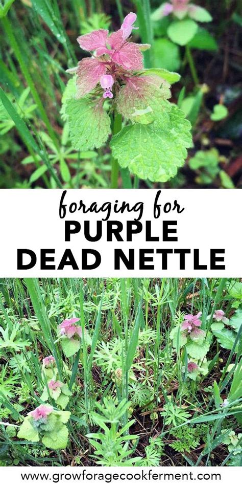 Foraging For Purple Dead Nettle Herbs Herb Garden Design Edible