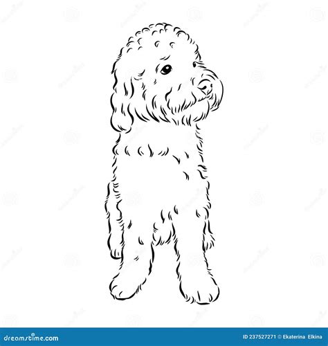 Labradoodle Mix Dog Vector Isolated Illustration On White Background
