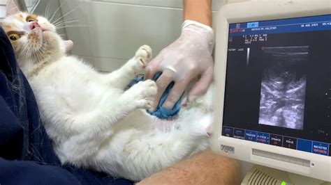 Pregnant Cat 5 Days Before Giving Birth We Do An Ultrasound Youtube