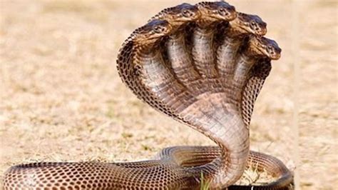 The Most Deadly Snakes In The World Horizontimes Page Images