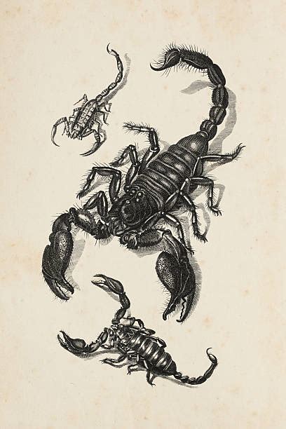 Scorpion Illustrations Royalty Free Vector Graphics And Clip Art Istock