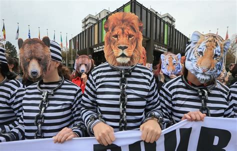 Strasbourg Comment La Ville Va Faire Pour Ne Plus Recevoir Des Cirques