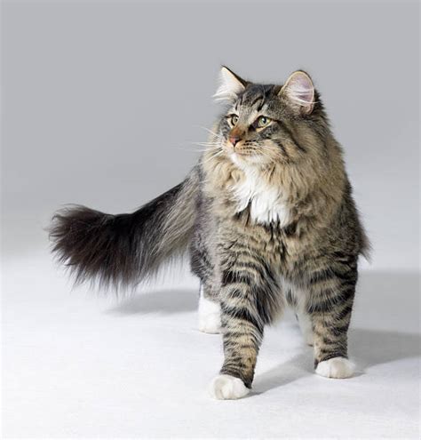 Grey Norwegian Forest Cat Stock Photos Pictures And Royalty