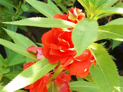 Berikut kami tampilkan desain vas unik yang bisa menjadi bahan inspirasi anda. BUNGA YANG CANTIK DAN UNIK SERTA SULIT DITEMUKAN - JB ...