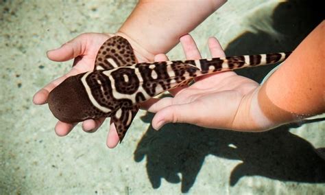 Leopard Shark Makes World First Switch From Sexual To