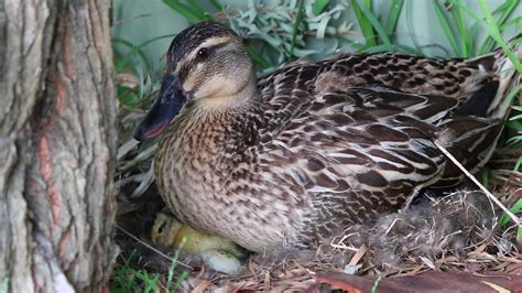 Ducklings In The Nest Youtube