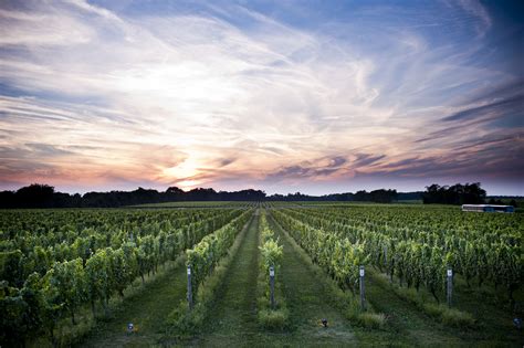Our Vineyards — Long Island Sustainable Winegrowing
