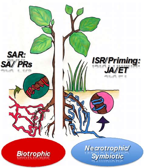 Schematic Representation Of Induced Immune Responses In Plants Sar Is