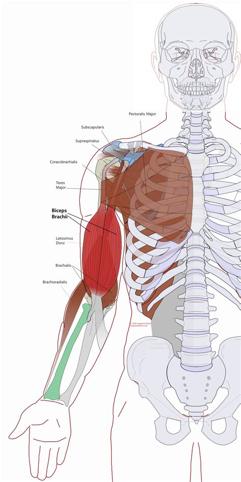 Biceps Brachii Functional Anatomy Integrative Works