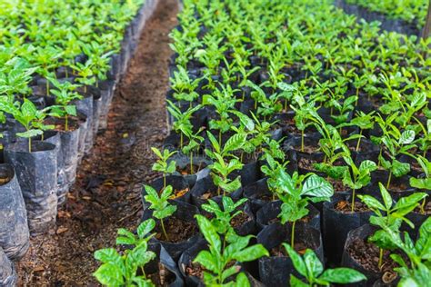 Coffee Seedlings Stock Image Image Of Germination Drink 39838387