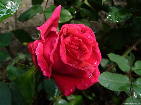 Many different types of flowering garden plant names pictured. Rose Flower