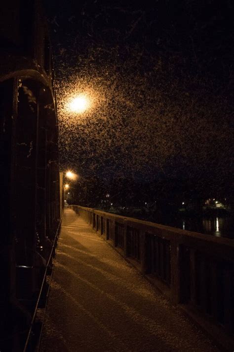 Fish Fly Takes Caledonia By Storm During Breeding Season Cbc News