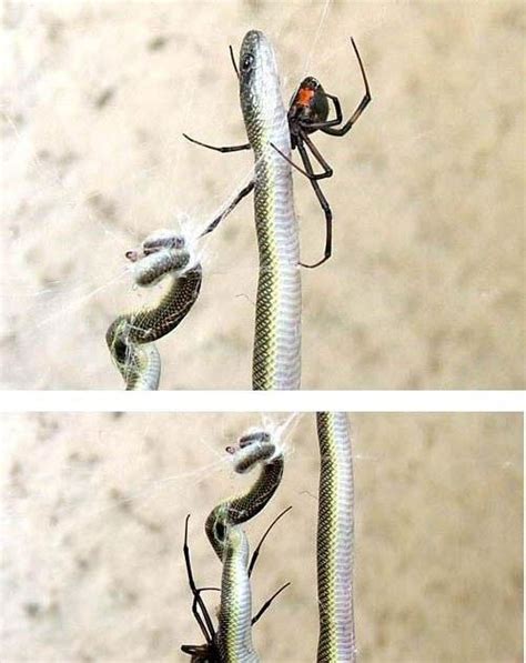 Insane Pics Black Widow Eats Snake