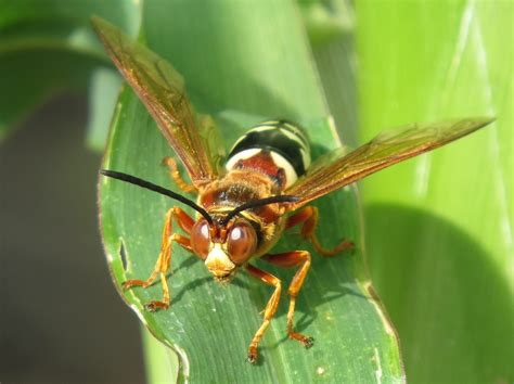 Blue Jay Barrens Cicada Killer Wasp