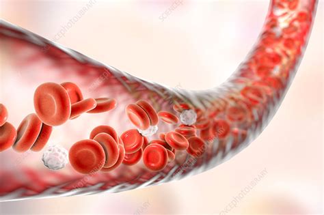 Blood Vessel With Blood Cells Illustration Stock Image F0173819