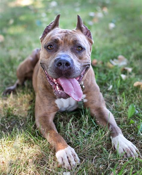 Shelter Dogs Of Portland Maddie Glorious Brindle Pitbull Mix