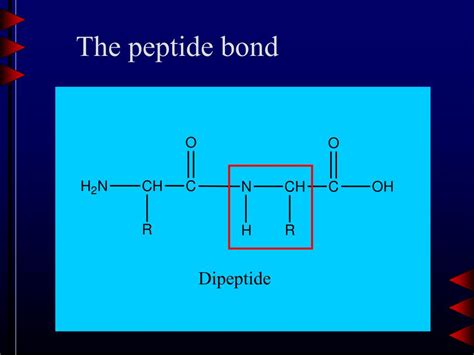 Ppt Proteins And Electrophoresis Powerpoint Presentation Free