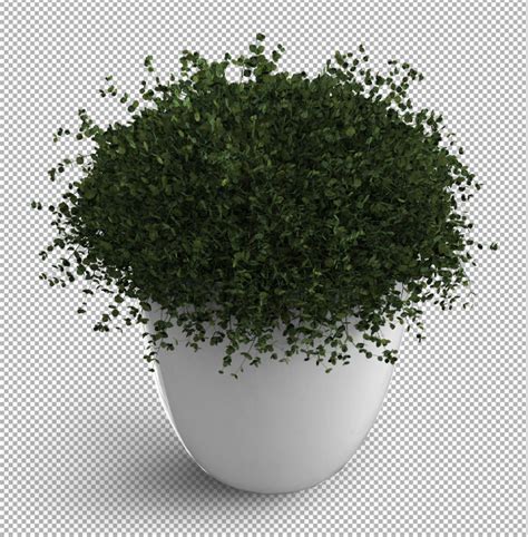 Premium Psd Render Of Isolated Plant Isometric View 3d