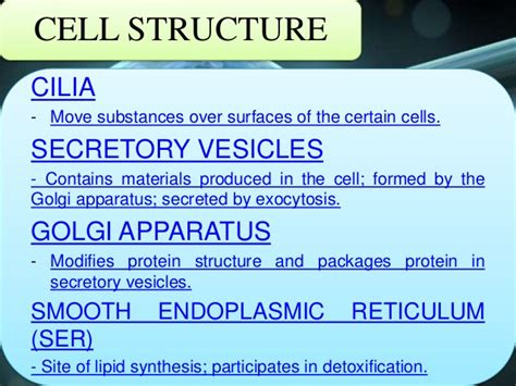 What Is The Function Of The Vesicle In An Animal Cell Lysosome