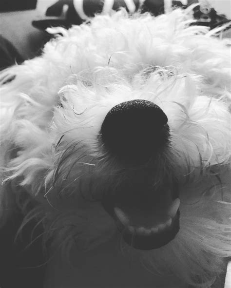 Rolf On Instagram Smiiiiile Have A Nice Day People🐶👌🏻 Rolfthedog