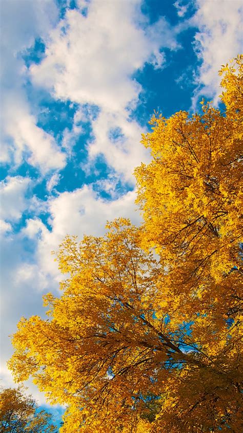 Cloudy Blue Sky Above Yellow Autumn Trees During Daytime 4k Hd Nature