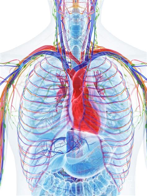 Heart Anatomy Photograph By Sebastian Kaulitzkiscience Photo Library