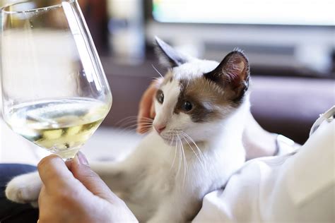 National Drink Wine With Your Cat Week Cat Wines