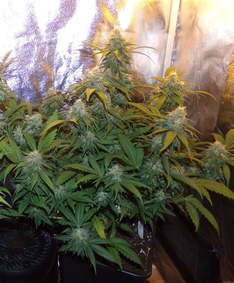 All Pictures Of Big Bud Sensi Seeds Into The Strain Gallery
