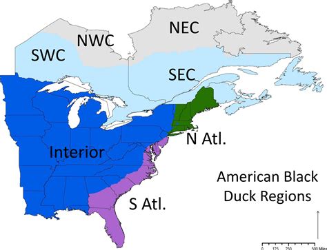 Duck Migration Map 2019