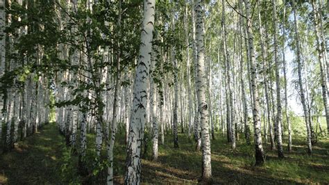 About Birch Forest Hd Wallpaper Now